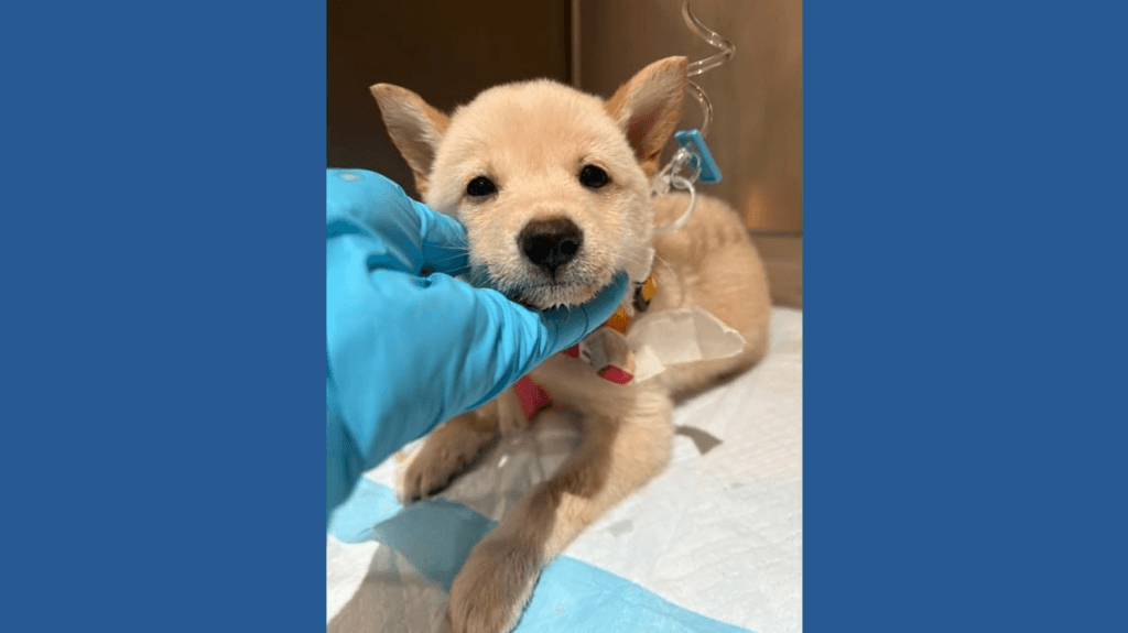 Frosty being comforted